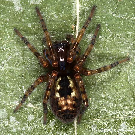 Fensterspinne